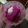 Cooksnap dari tsuqfatul fitriawati untuk resep Puding buah naga (snack anak 12m +)