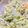 meenable pyramids's cooksnap of when they made Chinese cabbage salad.