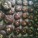 Cooksnap dari Holly |GV c&c untuk resep Brownies Cookies Pistachio &Almond