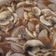 Cooksnap dari Jessica Lim untuk resep Sup jamur Enoki