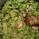 El cooksnap de Guillermo Cardoso cuando hizo Spaguetti con salsa de brócoli y 4 quesos.