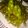 Cooksnap dari Mawar MWR_kitchen untuk resep Edamame