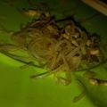 Cooksnap dari Maya ID untuk resep Bihun Goreng