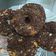 Cooksnap dari Melati Hardison untuk resep Tips donut lembut dan empuk metode autolisis