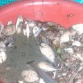 Cooksnap dari Fhyrax Hery untuk resep Baby cumi segar pedas manis