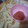 Cooksnap dari Widya Zalfazia untuk resep Saus Tomat Homemade