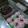 Cooksnap dari Tabir Susanti untuk resep Bolu Kukus Karakter / Bolu Kukus Mingkem