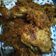 Cooksnap dari Ovyazid untuk resep Ayam Goreng Lengkuas Sederhana