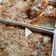 Cooksnap dari dapoer jingga untuk resep Spicy Cheesy Bolognaise Baked Rice
