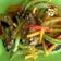 Cooksnap dari Afrisman untuk resep Ikan Mas Acar Kuning