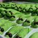 Cooksnap dari Bana بانا untuk resep Kue kering ulat hijau renyah:)