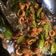 Cooksnap dari Riani wulandari untuk resep 11. Cumi Asin Cabe Ijo