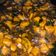 Cooksnap dari Alviana Afifah untuk resep Topping Mie Ayam Jamur