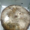 Cooksnap dari indah untuk resep Bolu sarang semut/caramel magicom