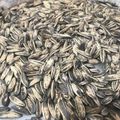 El cooksnap de Maggie Rz cuando hizo "Pipas" caseras (semillas de girasol saladas).