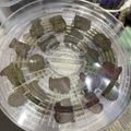 魚魚 的 倉鼠專屬磨牙餅乾～（烘乾機 cooksnap