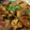 Cooksnap HaNey Smb semasa beliau membuat Rendang Ayam.