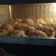 Cooksnap dari lusia meihati untuk resep Scones