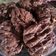 Cooksnap dari Chika Desvialora untuk resep Good time cookies