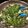 Angie's cooksnap of when they made Rainbow swiss chard & fennel sidedish.