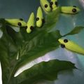 Cooksnap dari Nytha Cubby untuk resep Si Unyu "Caterpillar Cookies"