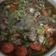 Cooksnap dari tamy untuk resep Asem Asem Daging sapi (tetelan) 🐮