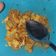Cooksnap dari Imas Syamsiah Annajah untuk resep Cilor Makaroni