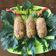 Cooksnap dari Bunda TitanQue untuk resep Trasidele / Mendol Tempe