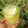 Josepha Roland's cooksnap of when they made Cucumber Mocktail.