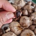 Cooksnap dari Julia"Revy" untuk resep Bawang Hitam Magic Com