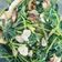 Cooksnap dari S.G.Hidayat untuk resep Tumis Kangkung