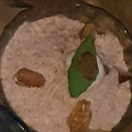  Chef Richa pathak. का कुकस्नैप जब उन्होंने धनिया पंजीरी (dhaniya panjiri recipe in Hindi) बनाया था।