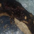 El cooksnap de Norma Ivancich cuando hizo Budín de limón con harina integral y leudante al microondas.