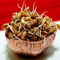 کوک اسنپ M.Arya بعد از امتحان کردن جوانه عدس🌱.