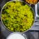 Sonal Karia's cooksnap of when they made ઈન્દોરી પૌવા (Indori Poha Recipe In Gujarati).