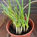 馴獸師在廚房 的 柚香洋蔥雞翅 cooksnap
