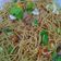 Cooksnap dari Ajeng untuk resep Mie goreng jawa ala abang2 pinggir jalan