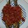 Cooksnap dari Eny Amelya untuk resep Kembung Goreng Balado