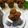 Cooksnap dari Antik Lestari untuk resep Bolu kukus Gula Merah