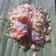 Cooksnap dari desychrisdiana untuk resep Pepes Lintingan Gurame