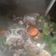 Cooksnap dari drg.Siska untuk resep Sop Iga Sapi