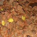 Cooksnap dari Anggia Hapsari untuk resep Sambal Goreng Ati Sapi Petai
