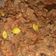 Cooksnap dari Anggia Hapsari untuk resep Sambal Goreng Ati Sapi Petai