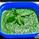  ~Sushma Mishra Home Chef का कुकस्नैप जब उन्होंने धनिया पुदीना की चटनी (dhaniya pudine ki chutney recipe in Hindi) बनाया था।