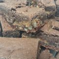 Jessica Fedo's cooksnap of when they made Pioneer Womans Knock you Naked Brownies.