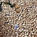 Cooksnap dari Mita Yulian Sasmita untuk resep Kacang bawang rasa mete