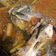 Cooksnap dari Nita Andriyani untuk resep Sup ikan gurame