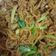 Cooksnap Ili Athirah Mohd Nor semasa beliau membuat Mee Goreng Ala Mamak.