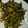El cooksnap de Arantza cuando hizo 98.🌱Snack de edamame japonés🇯🇵.