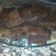 El cooksnap de Ale cuando hizo Brownie fácil!!!.
